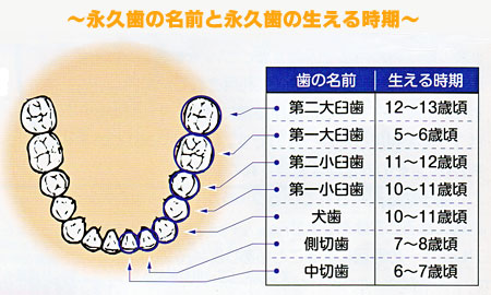 永久歯の名前と永久歯の生える時期